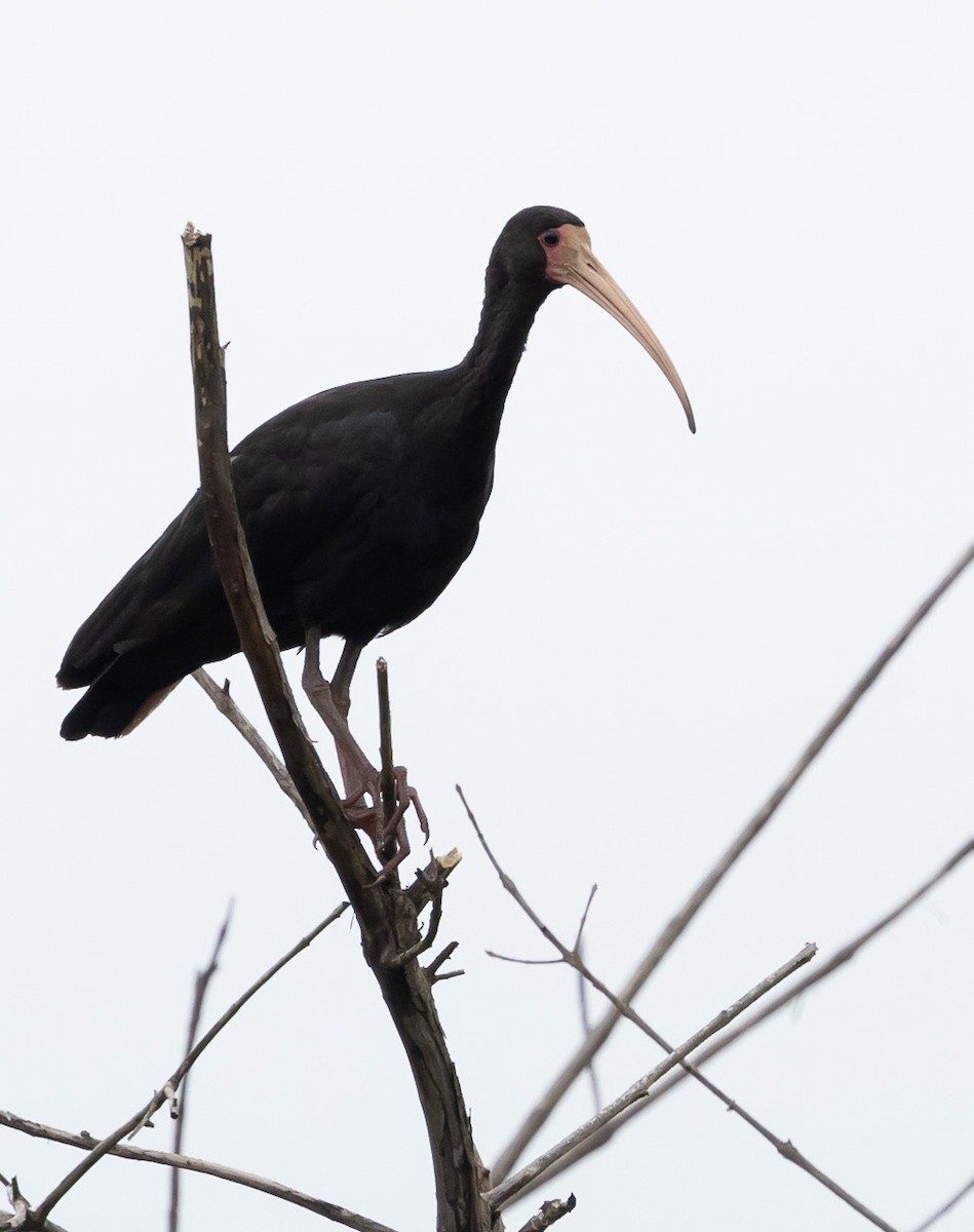 Ibis à face nue - ML613138040