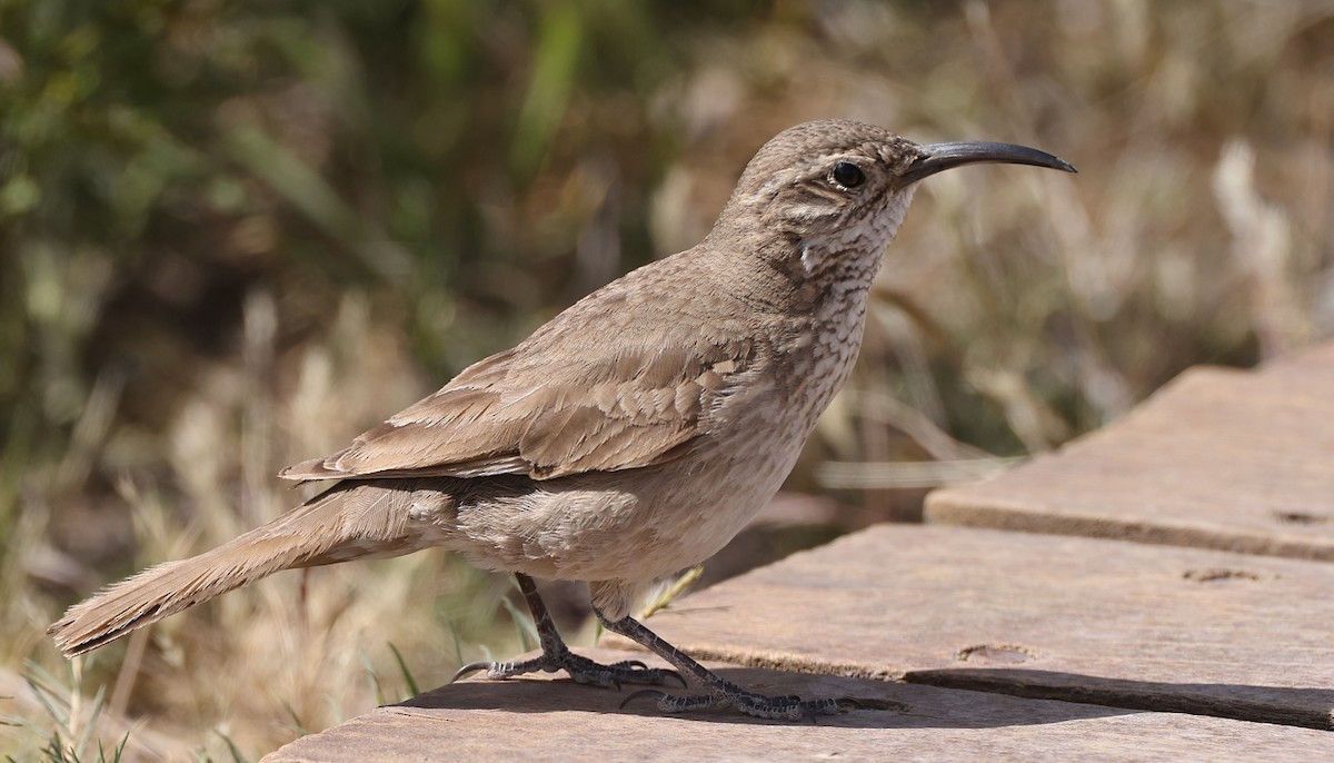 Scale-throated Earthcreeper - ML613138059