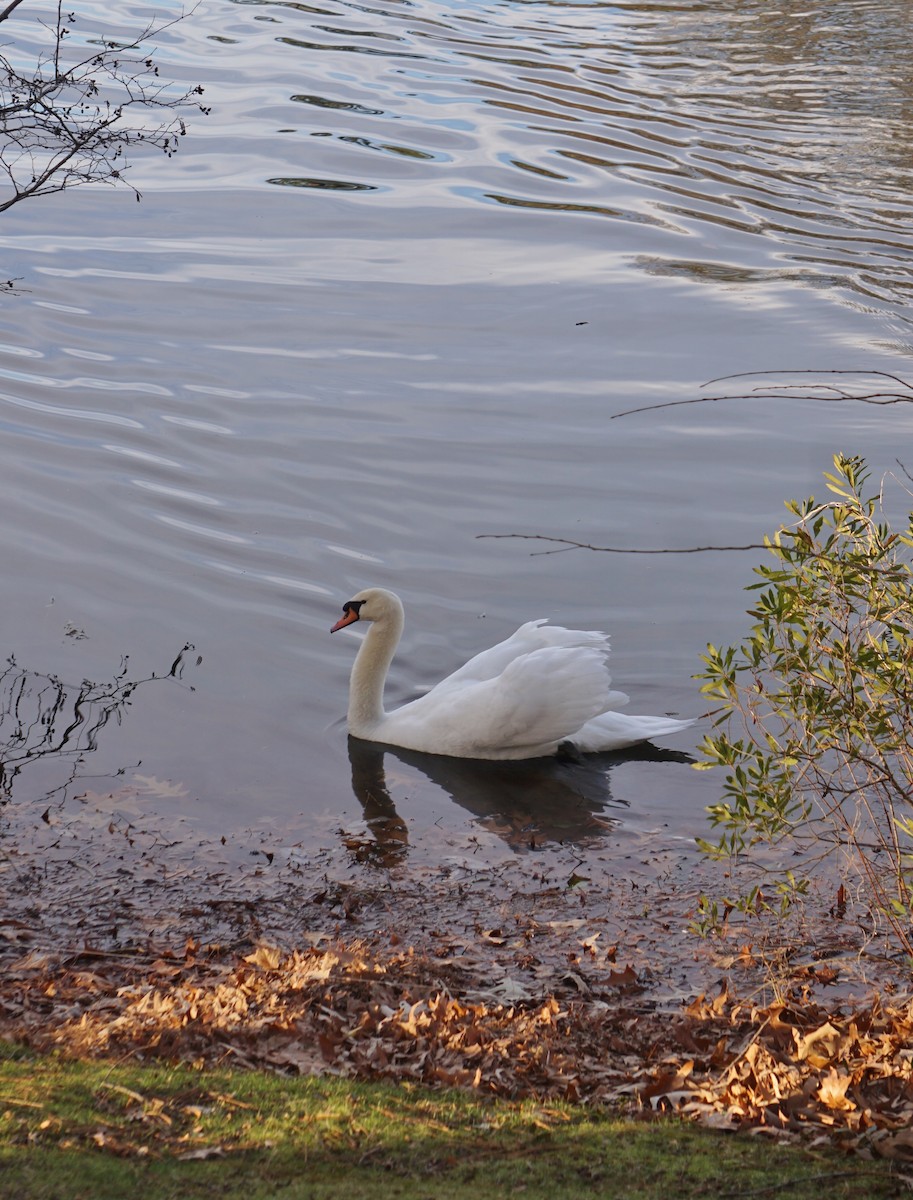 Mute Swan - ML613138166