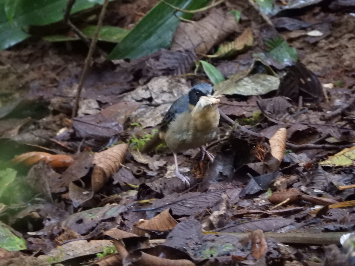 Black-eared Hemispingus (Black-eared) - ML613138185