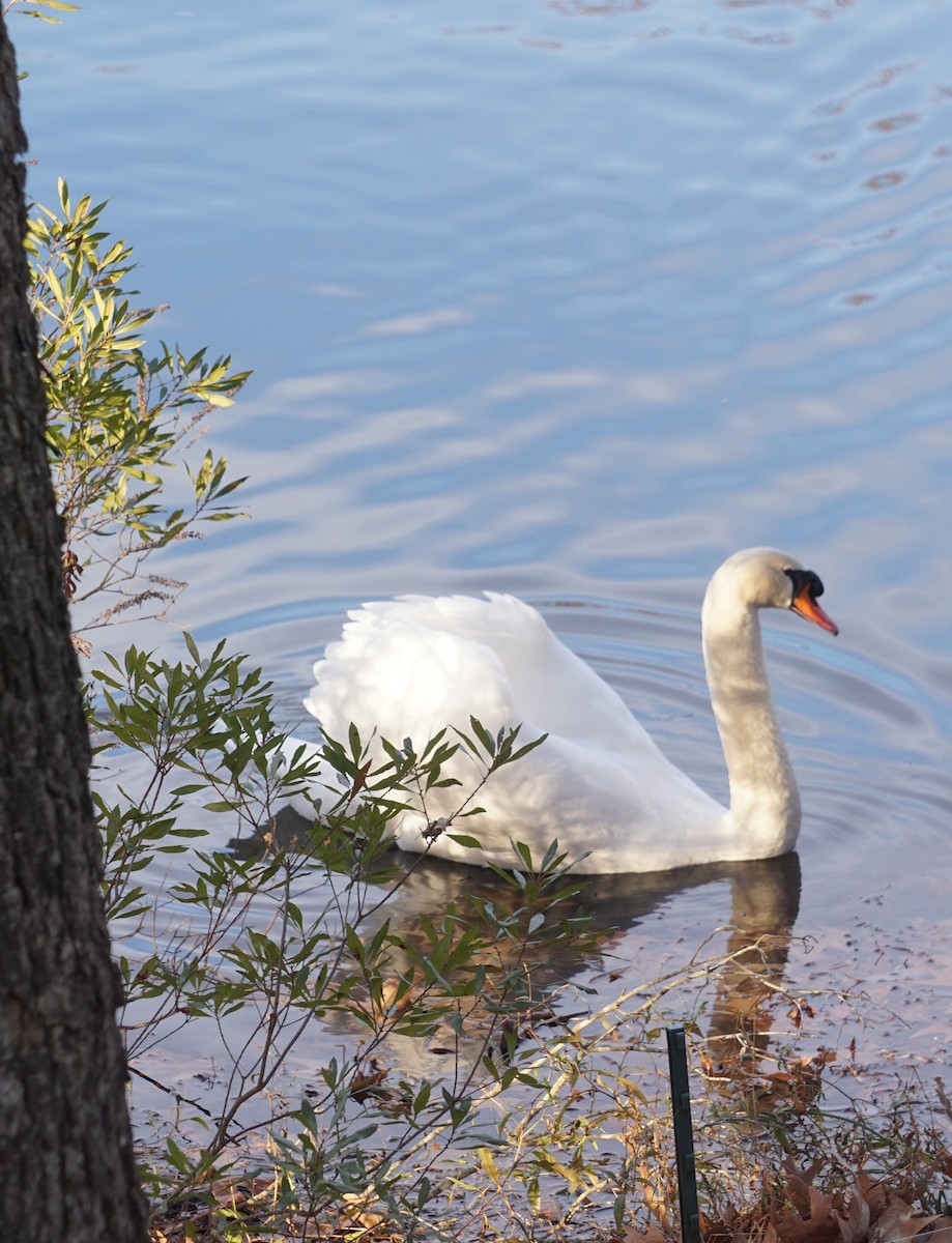 Mute Swan - ML613138189