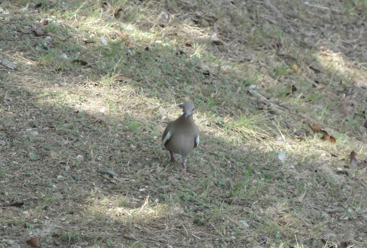 White-winged Dove - ML613138194