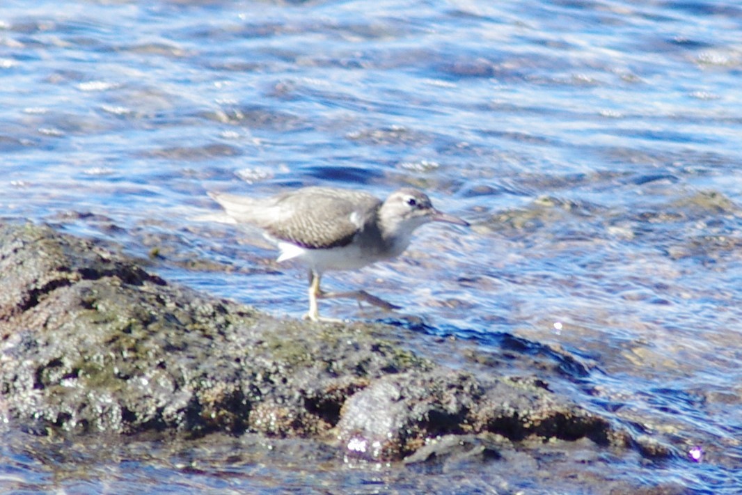 Spotted Sandpiper - ML613138220