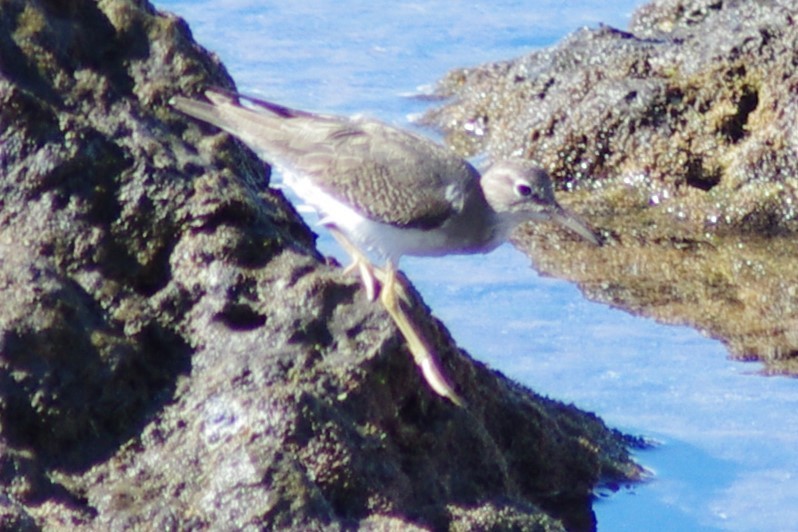 Spotted Sandpiper - ML613138221