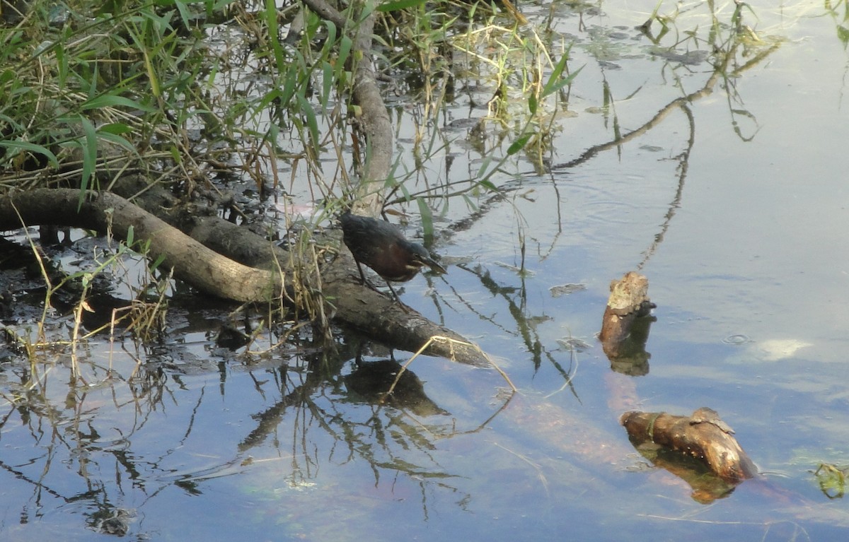 Green Heron - Hector C. Cruzado