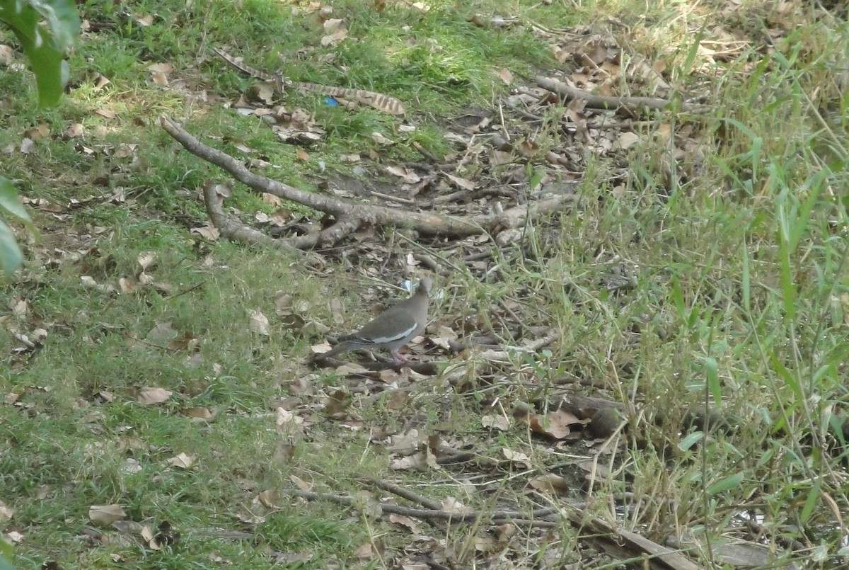 White-winged Dove - Hector C. Cruzado