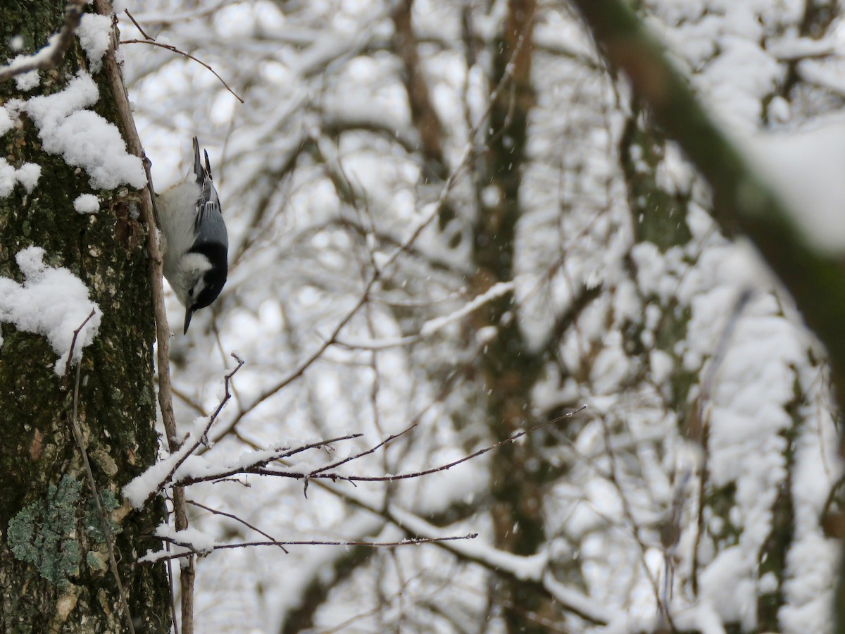 White-breasted Nuthatch - Lisa Hoffman