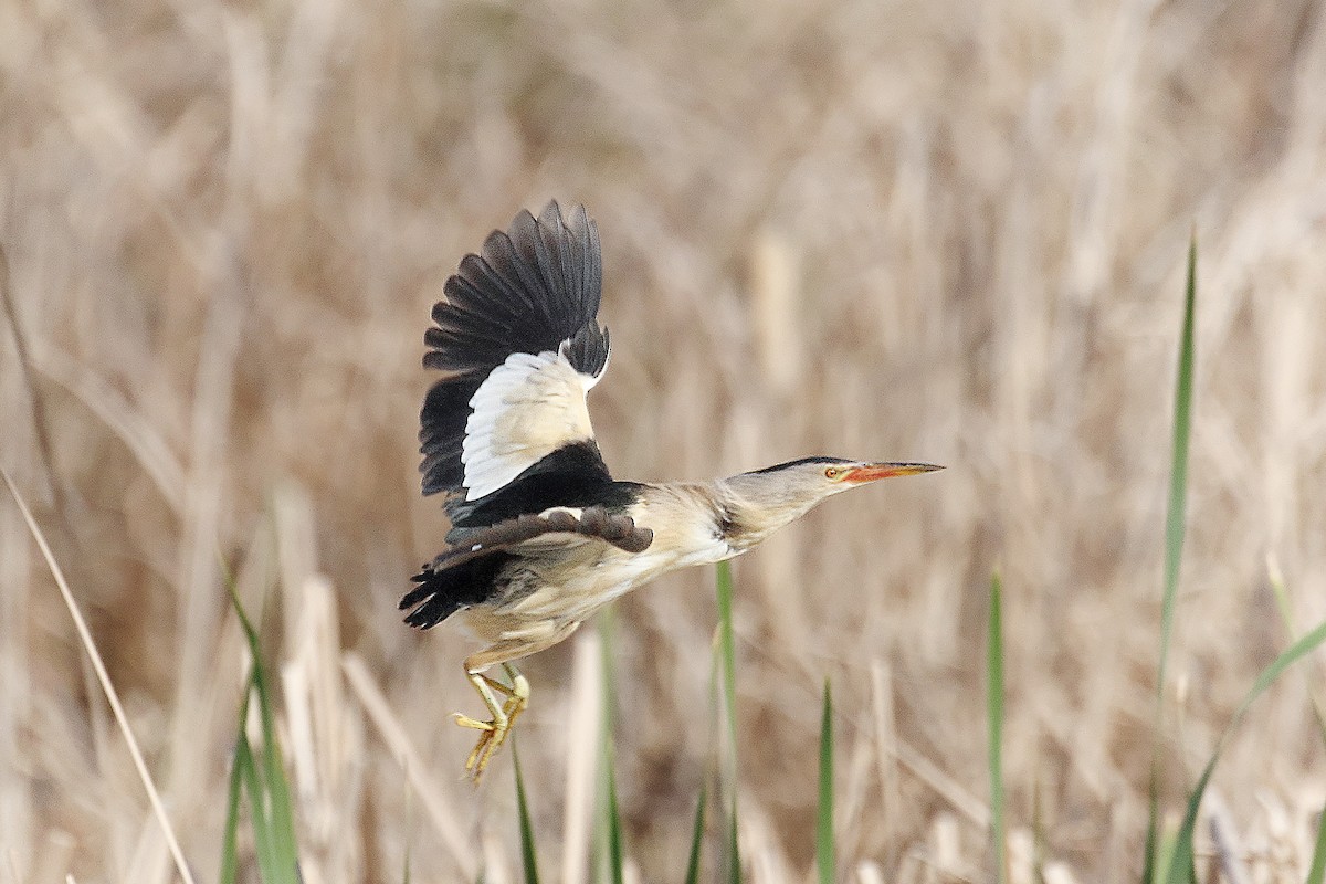 Little Bittern - ML613138338