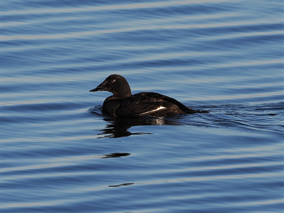 White-winged Scoter - ML613138391