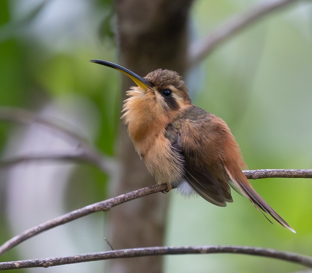 Reddish Hermit - ML613138414