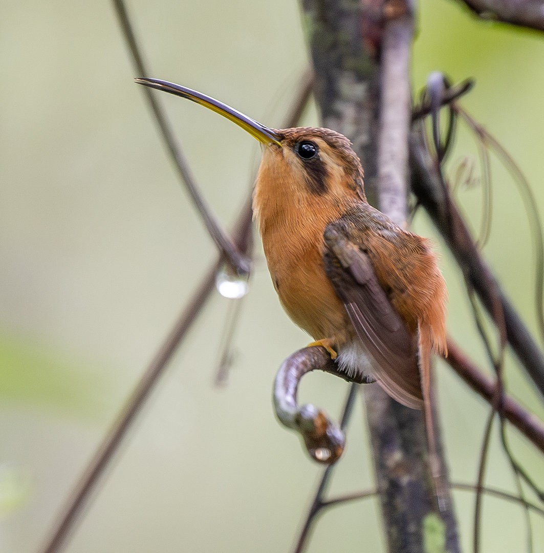 Reddish Hermit - ML613138415