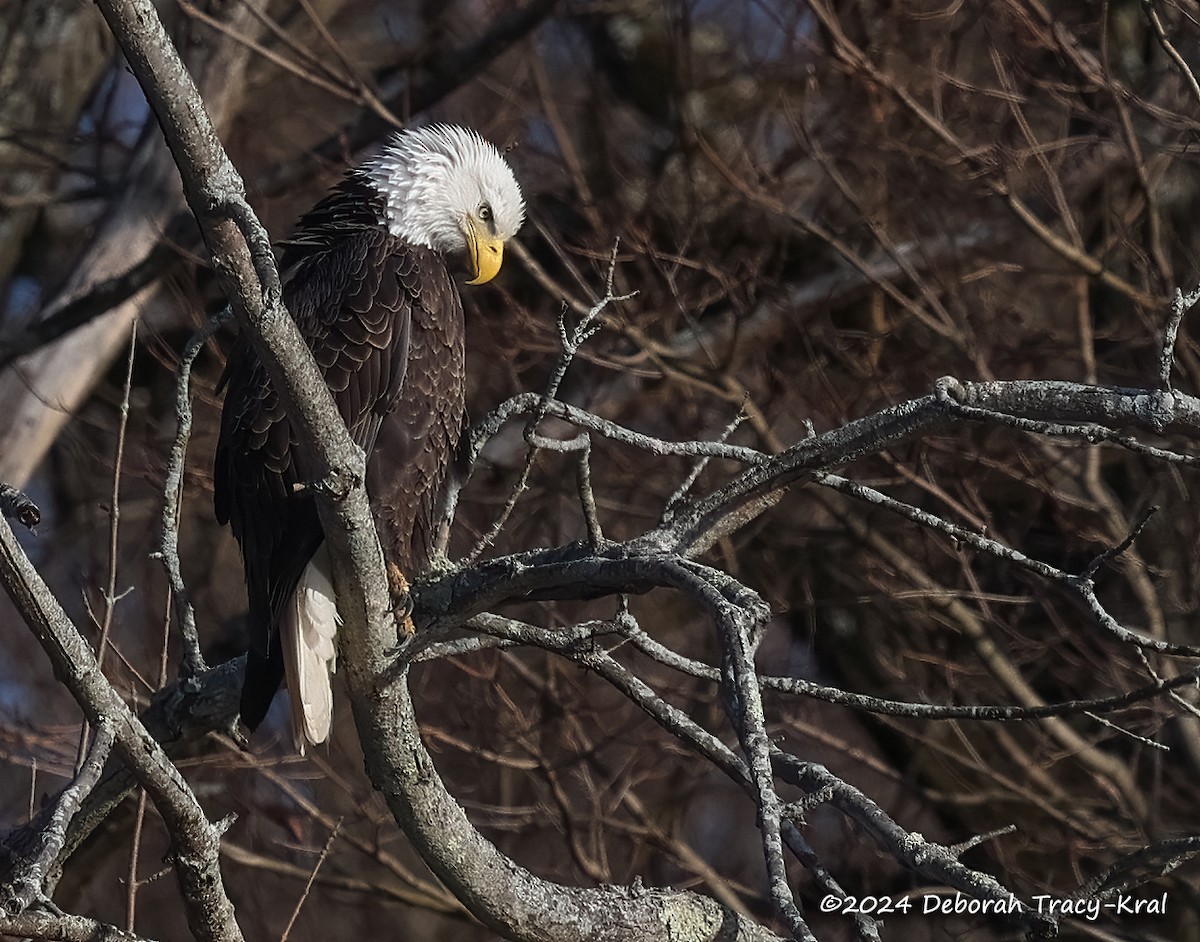 Bald Eagle - ML613138444