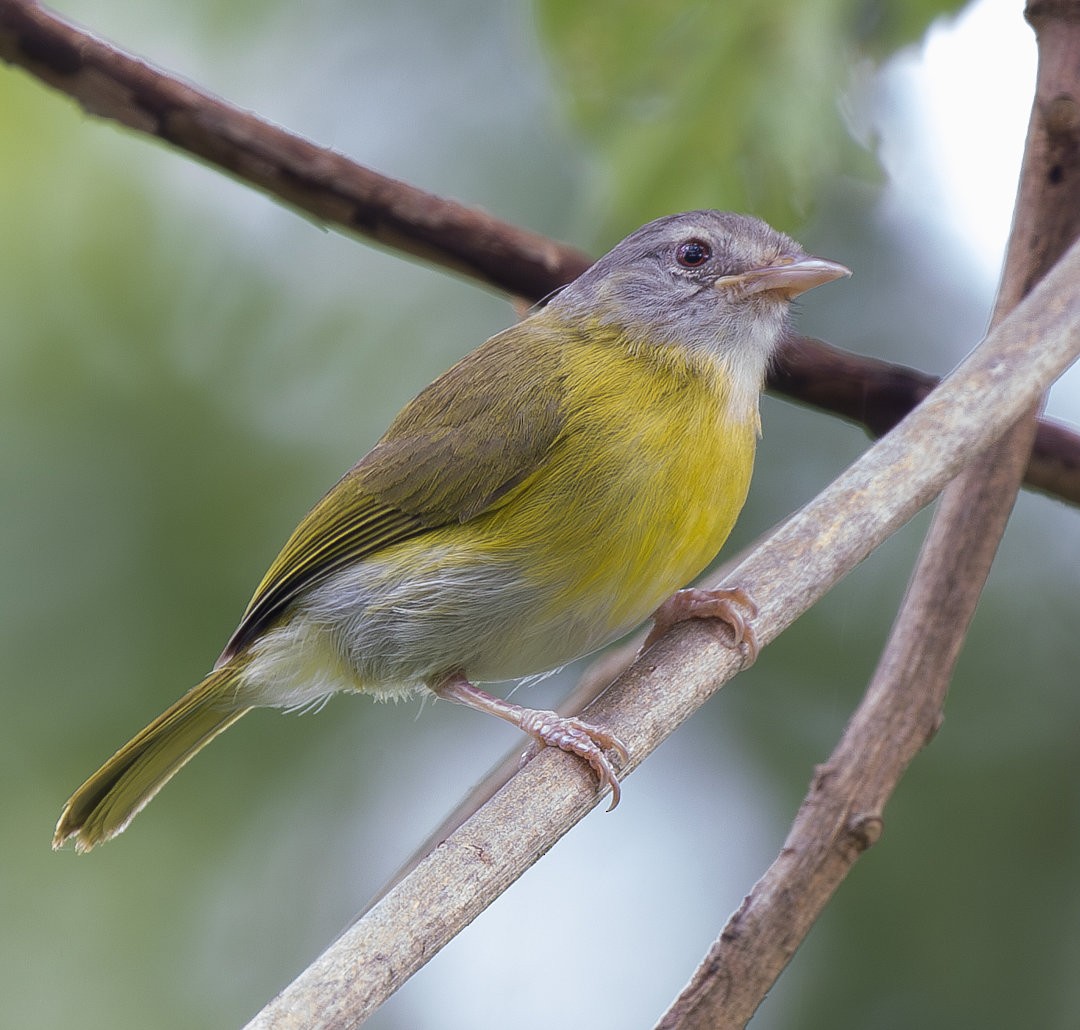 Ashy-headed Greenlet - ML613138453