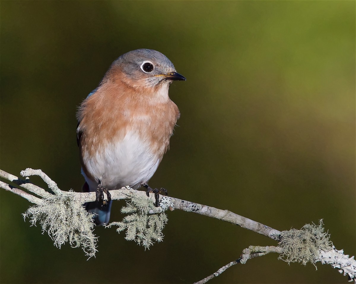 Eastern Bluebird - ML613138482