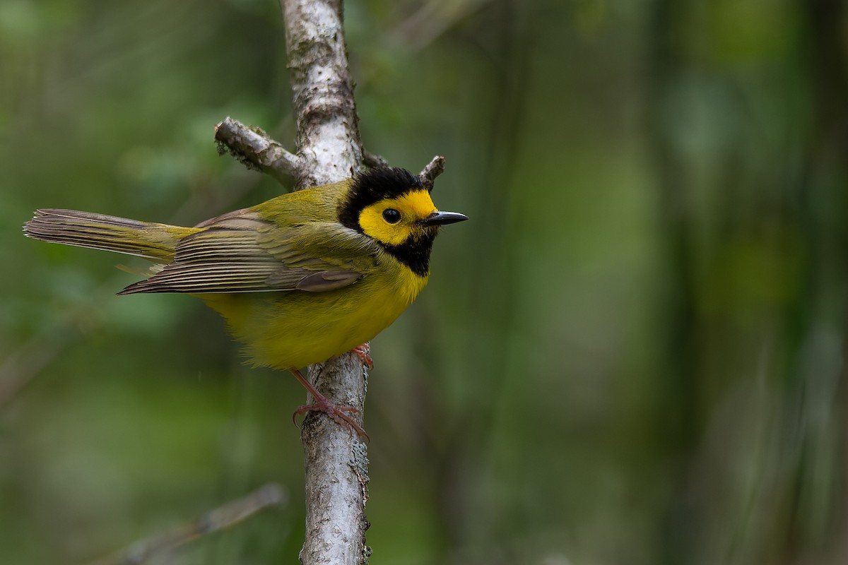 Hooded Warbler - Lory Cantin