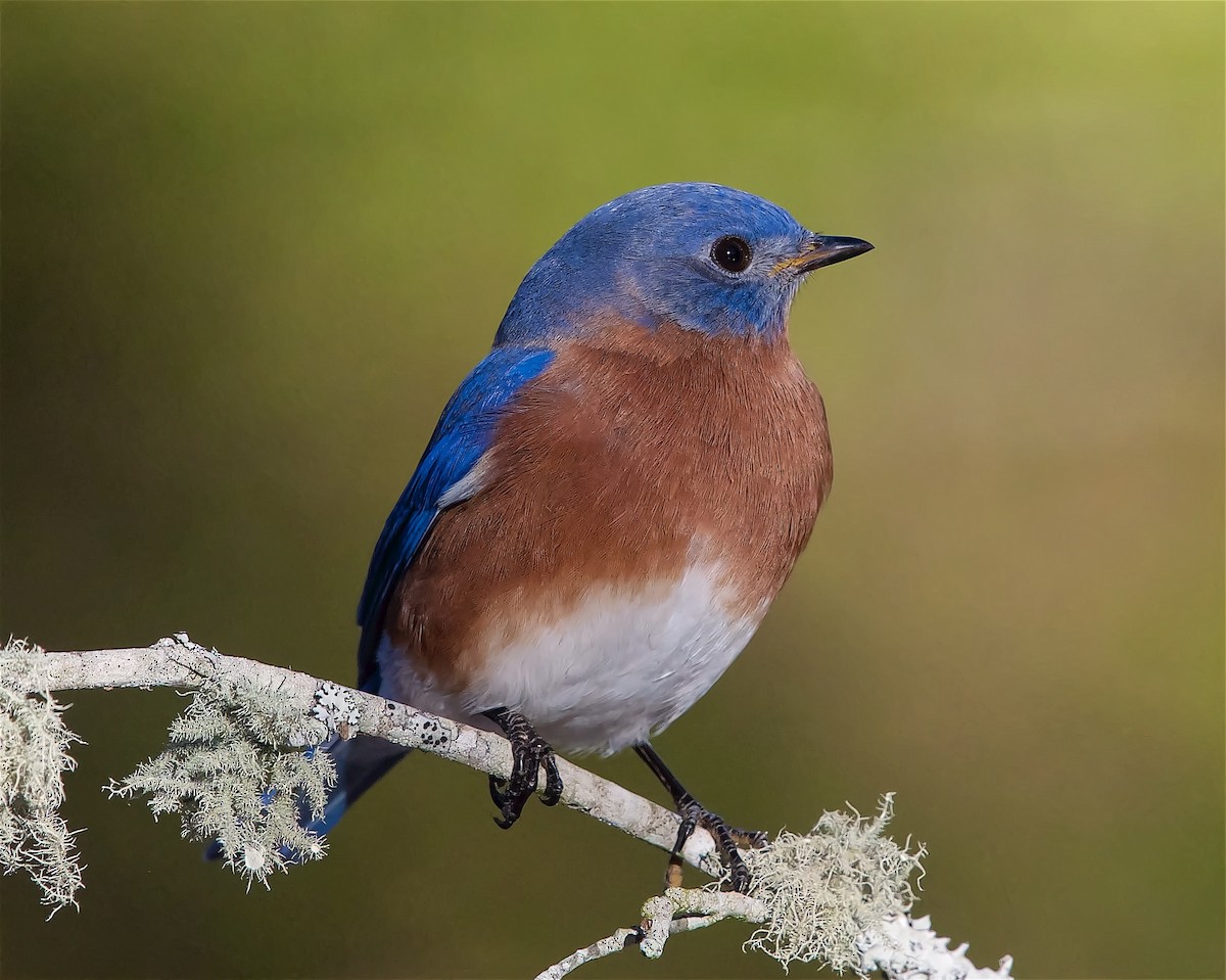 Eastern Bluebird - ML613138490