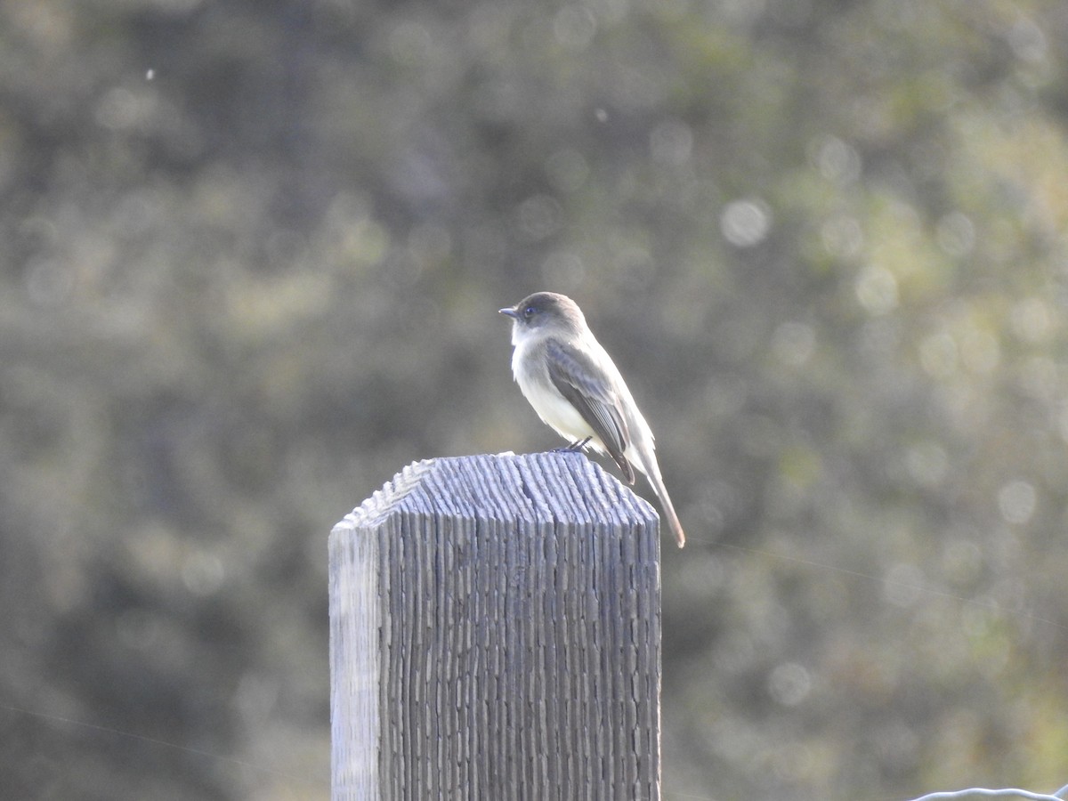 Eastern Phoebe - ML613138510