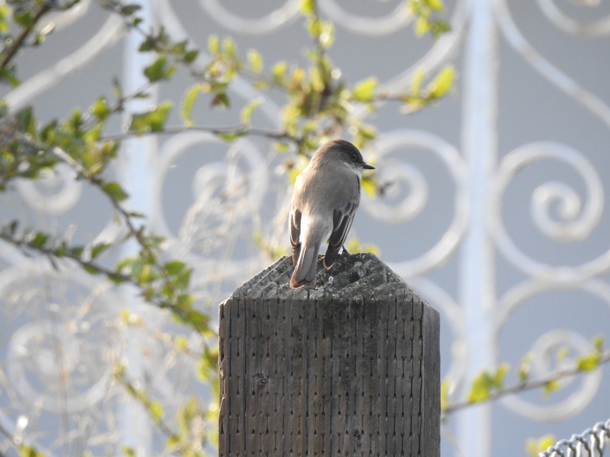 Eastern Phoebe - ML613138511