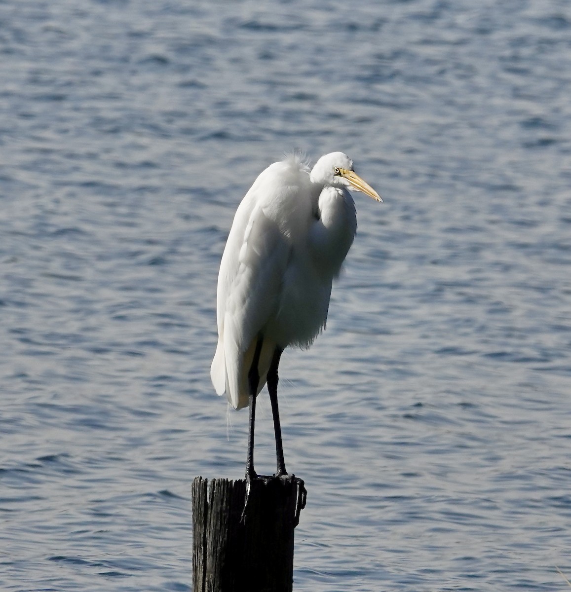 Great Egret - ML613138590