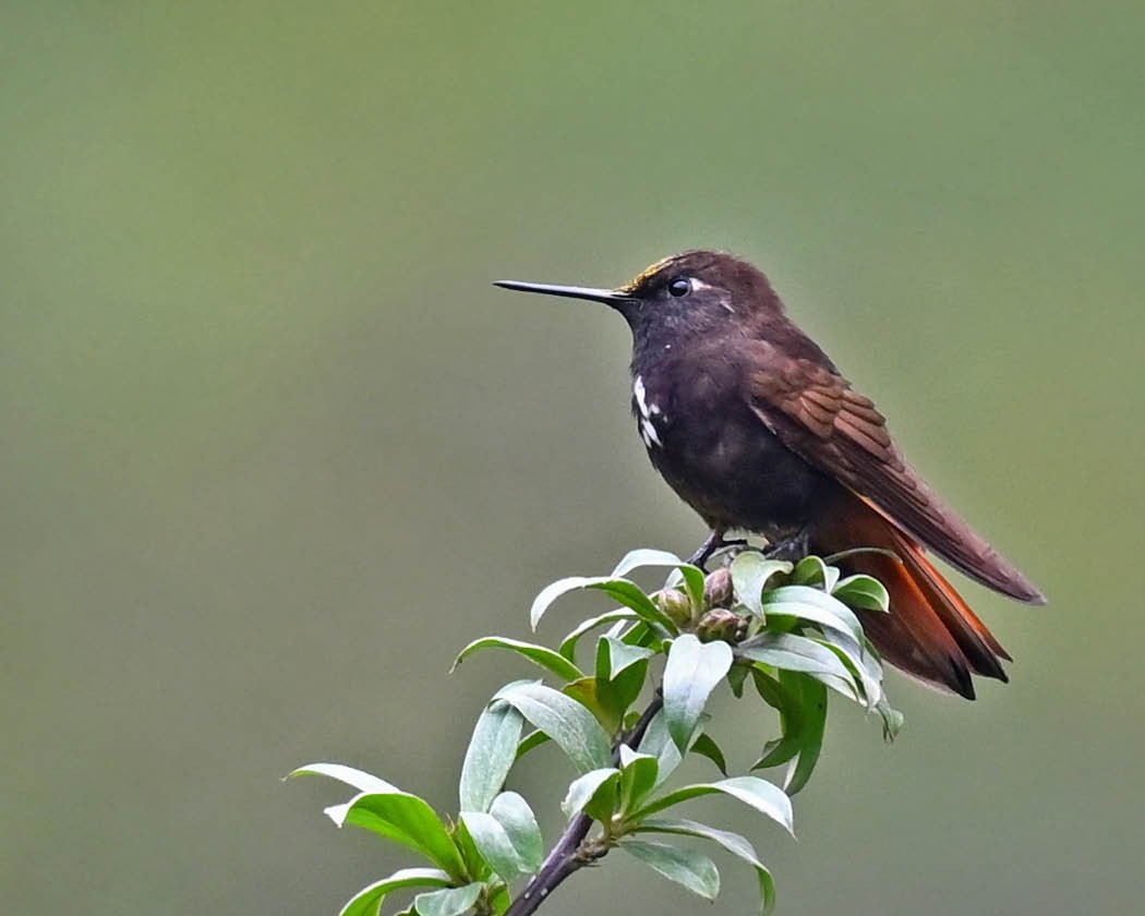 kolibřík černokápý - ML613138627