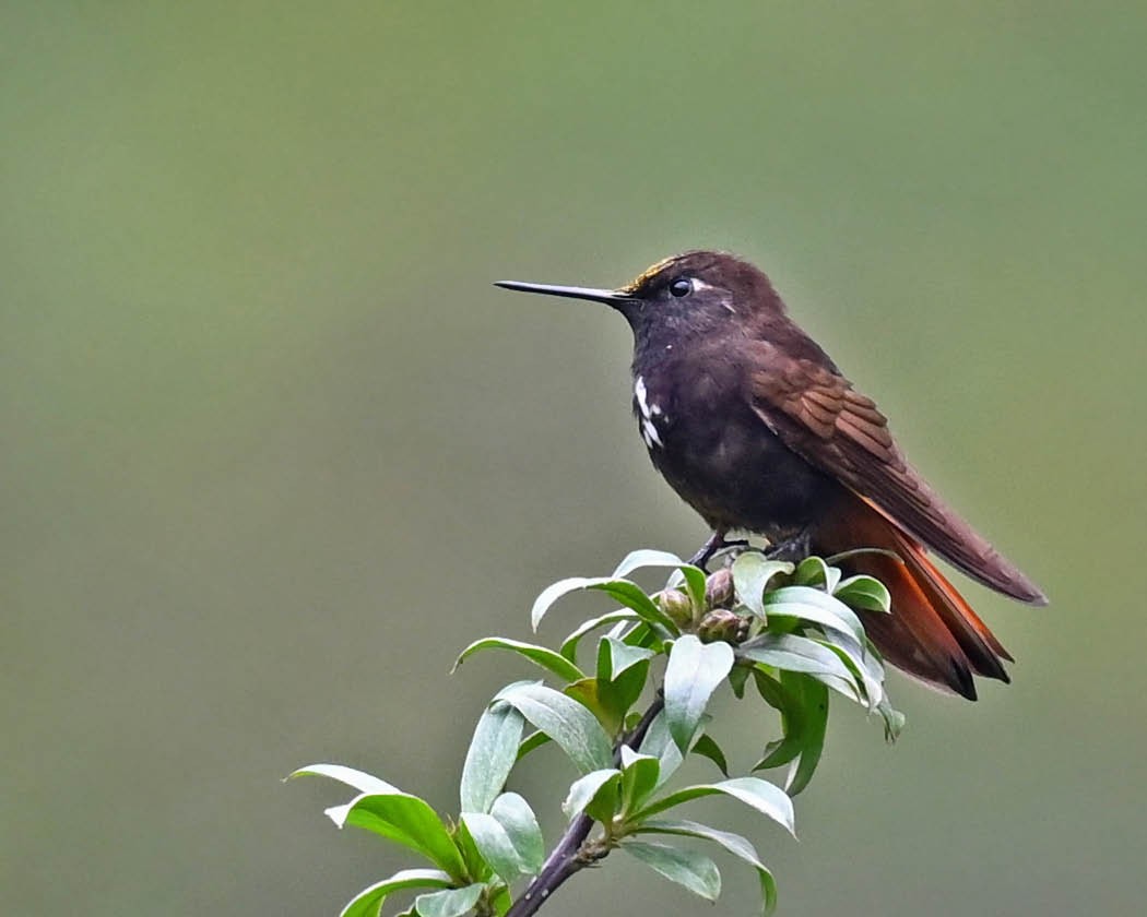 Colibri paméla - ML613138627