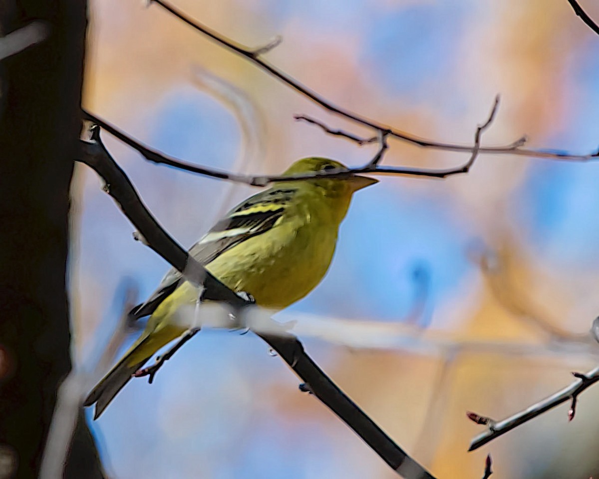 Western Tanager - ML613138657