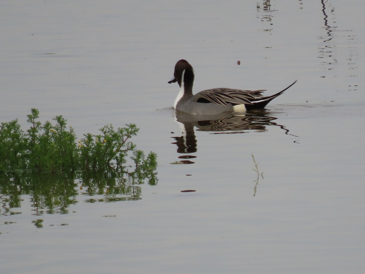 Northern Pintail - ML613138659