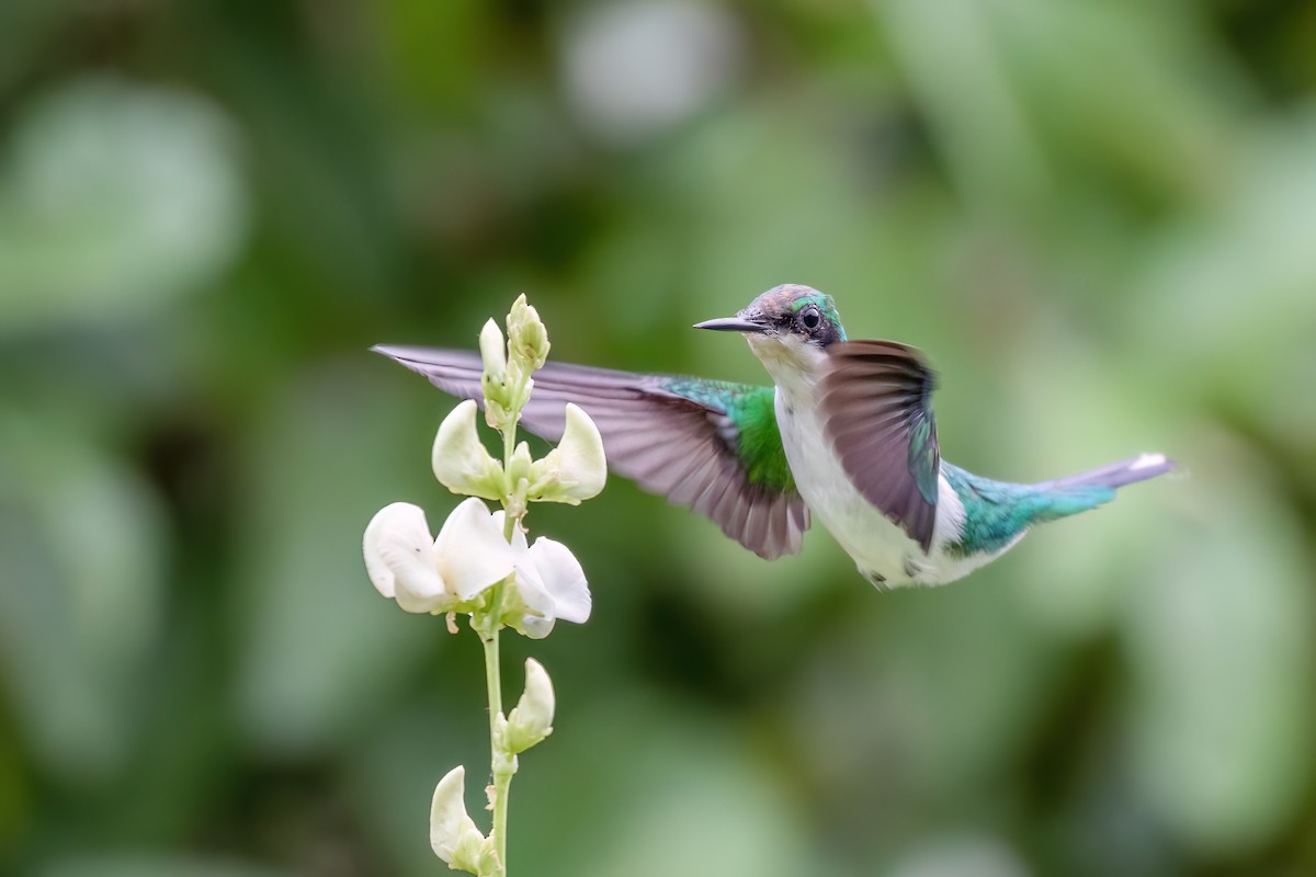 Black-eared Fairy - ML613138711