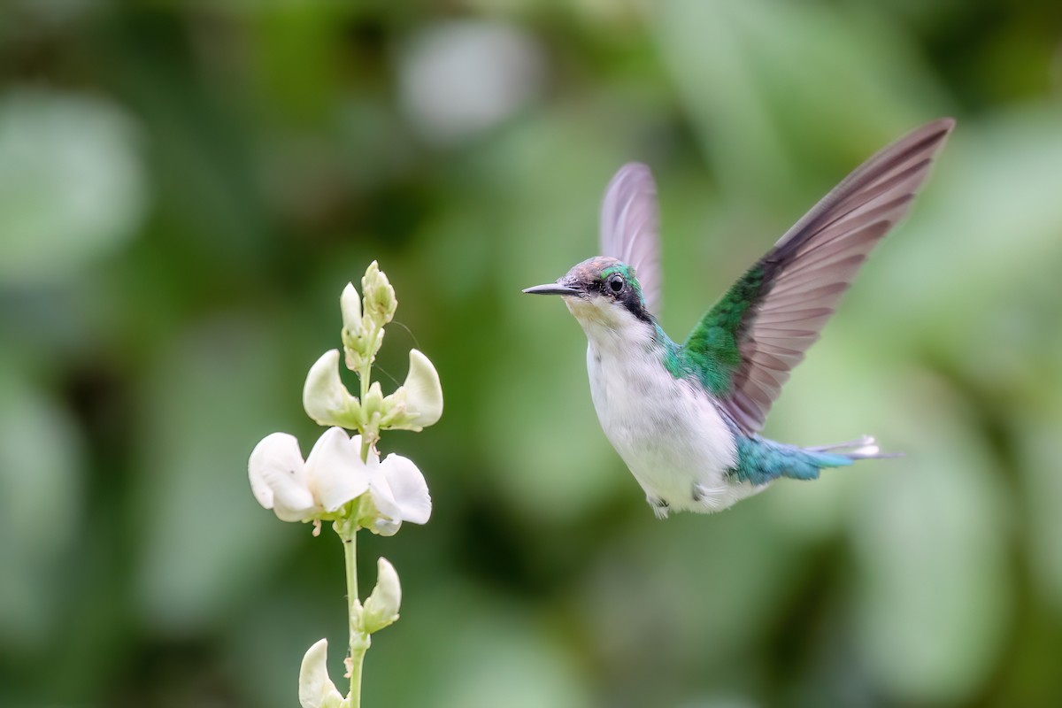 Black-eared Fairy - ML613138712