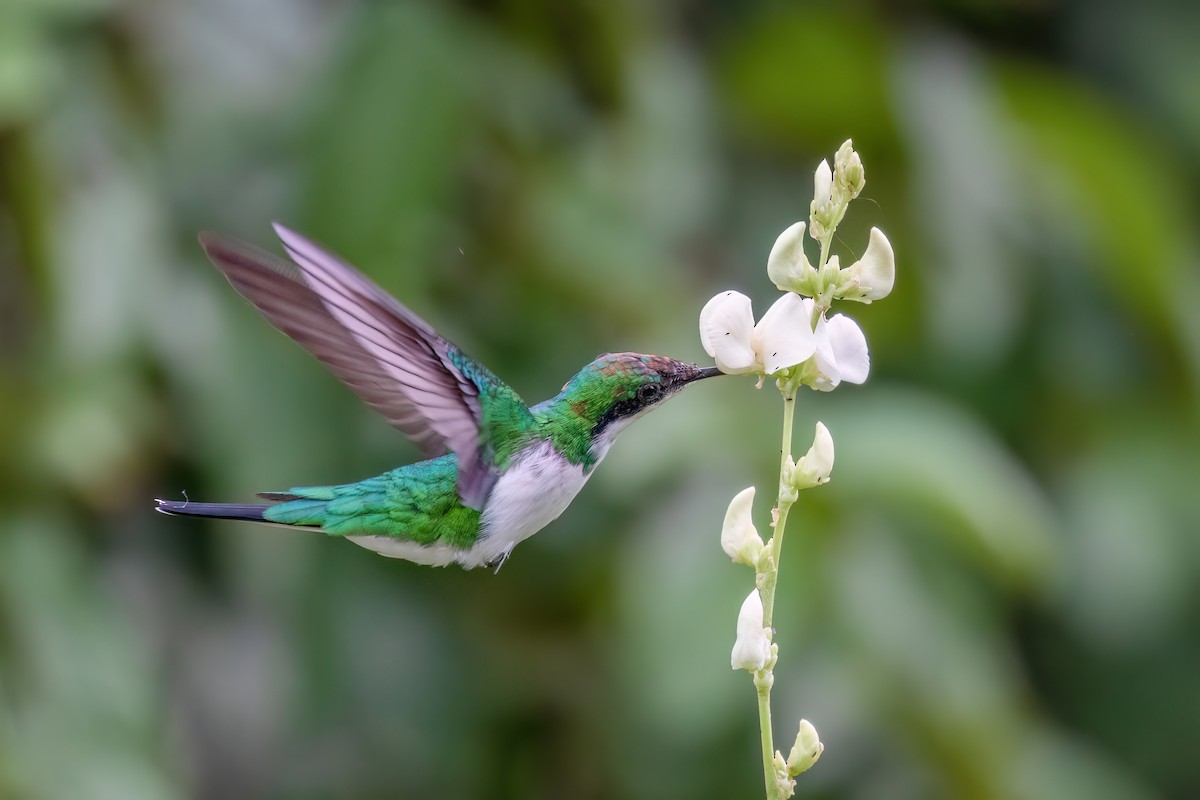 Black-eared Fairy - ML613138713