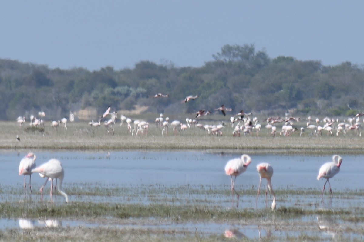 Lesser Flamingo - ML613138741