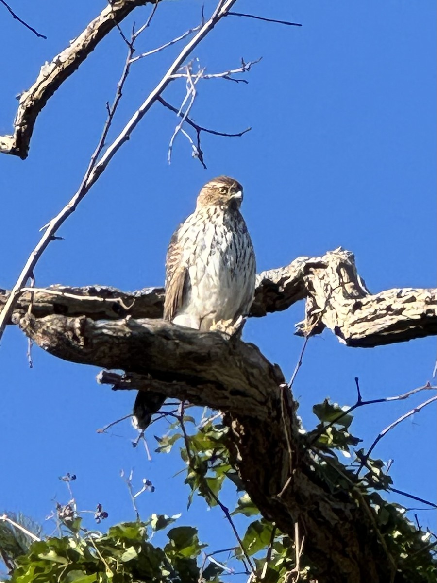 Cooper's Hawk - ML613138748