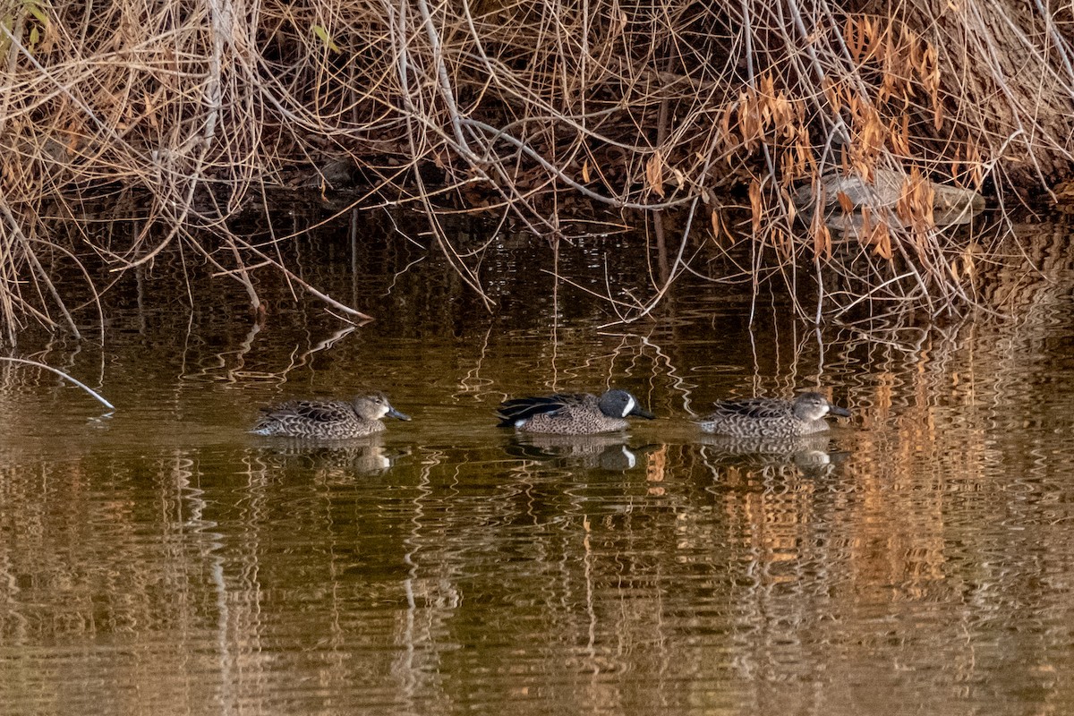 Blue-winged Teal - ML613138917