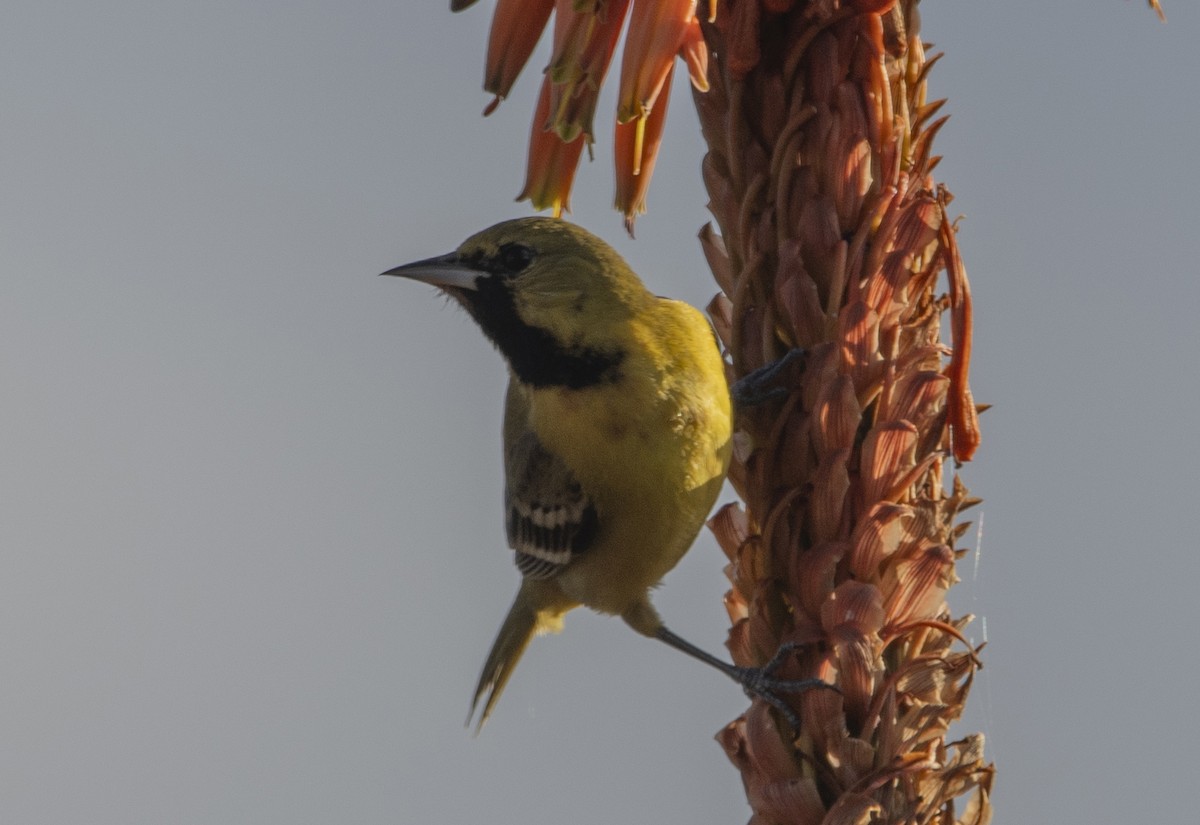 Orchard Oriole - ML613138918