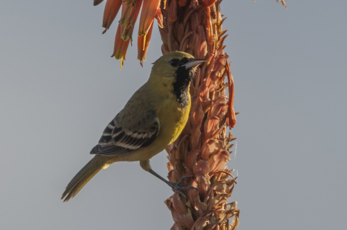 Orchard Oriole - ML613138919