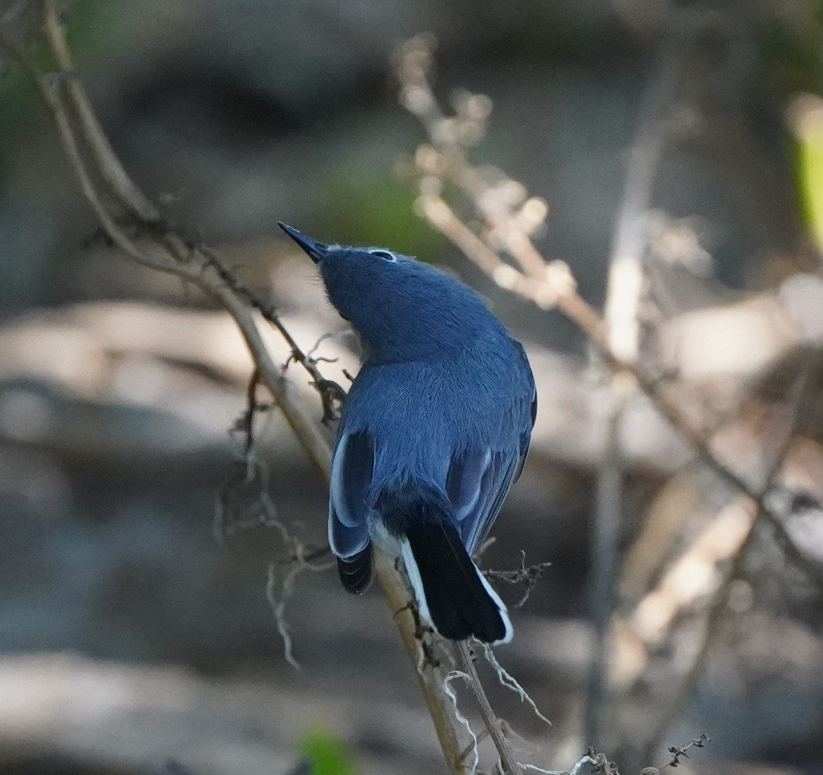 Blue-gray Gnatcatcher - ML613138935