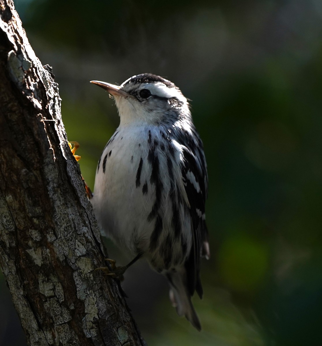 Black-and-white Warbler - ML613138937