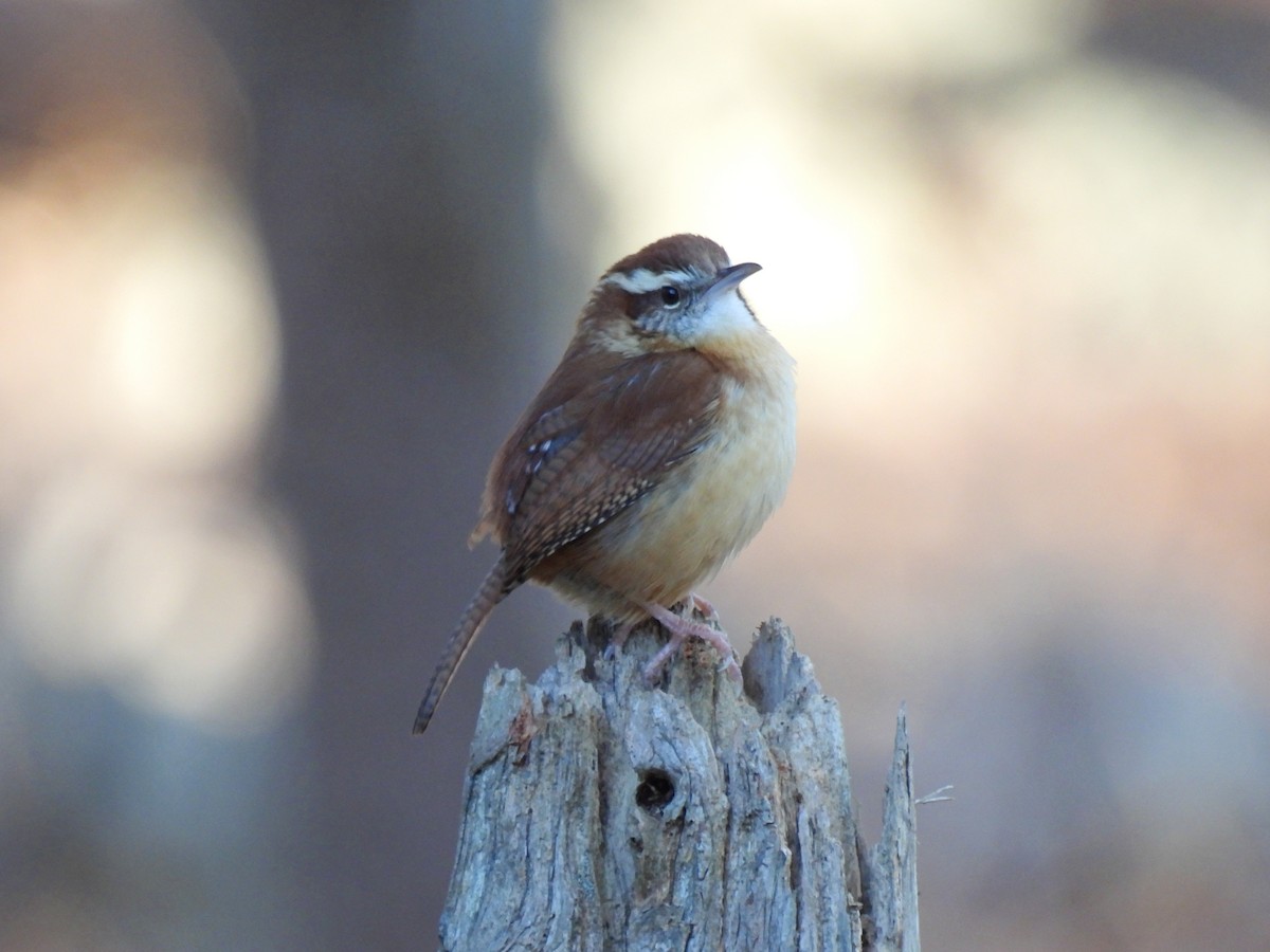 Carolina Wren - ML613138951