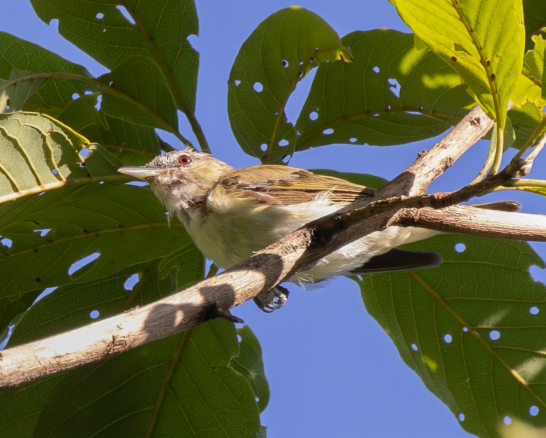 Red-eyed Vireo - Eduardo Faria