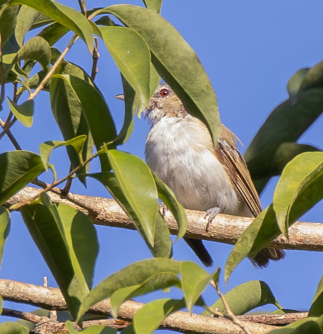 Red-eyed Vireo - ML613138977