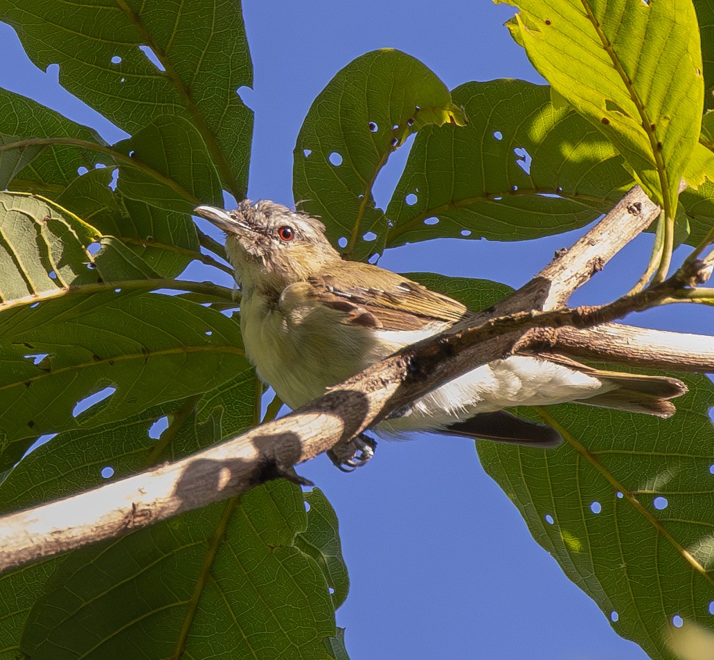 rødøyevireo - ML613138978