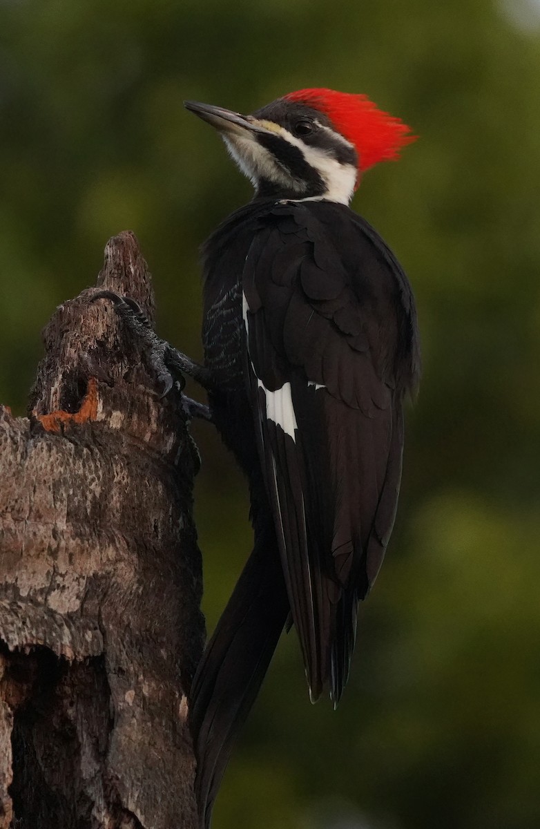 Pileated Woodpecker - ML613139010