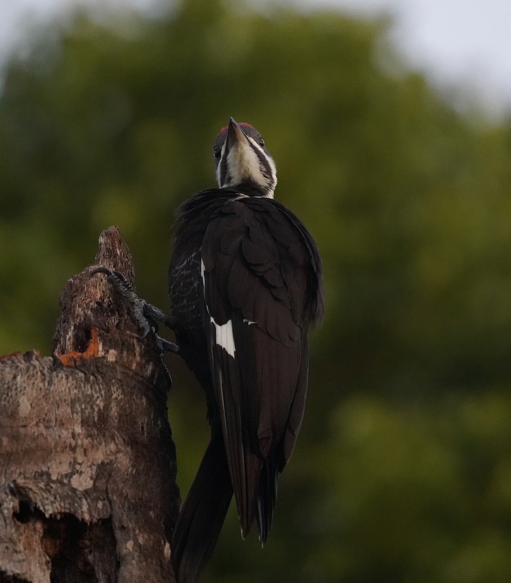Pileated Woodpecker - ML613139011