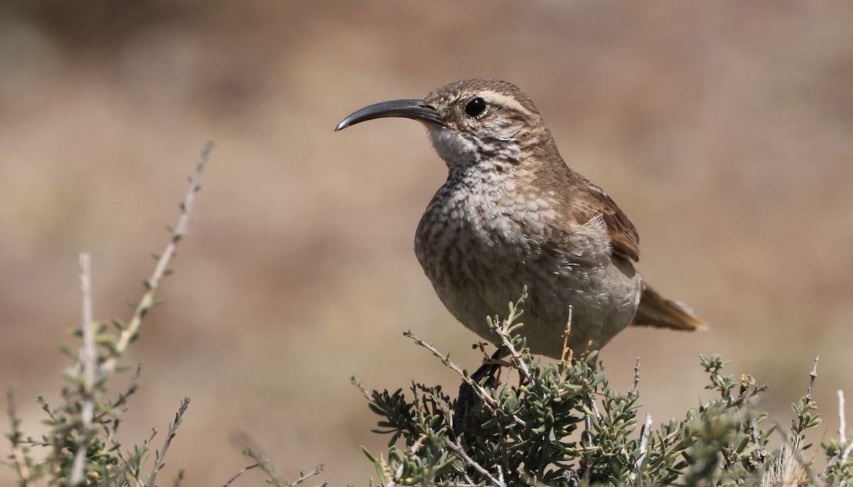 Scale-throated Earthcreeper - Pavel Parkhaev