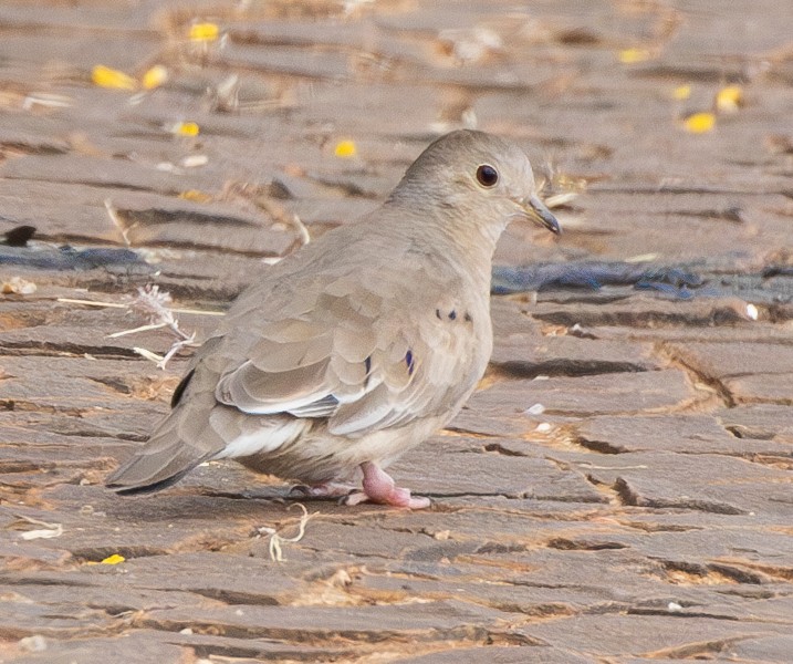 Plain-breasted Ground Dove - Eduardo Faria