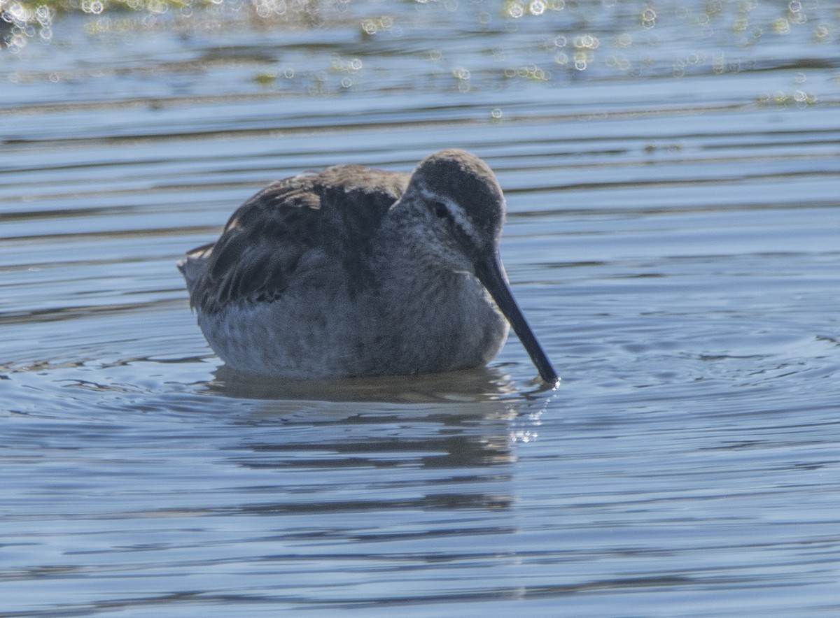 Long-billed Dowitcher - ML613139195