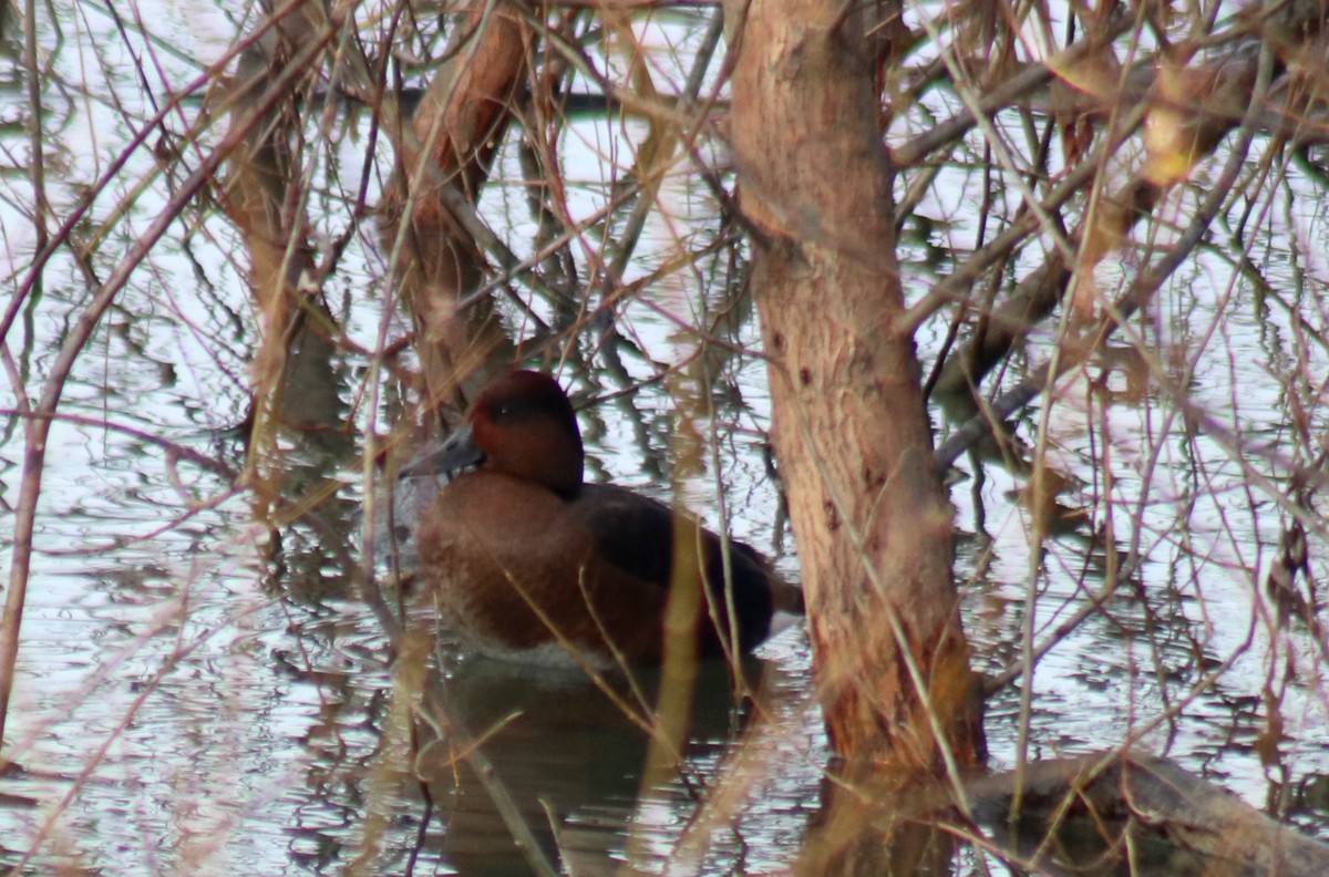 Ferruginous Duck - ML613139358