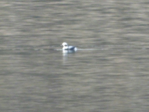 Long-tailed Duck - ML613139391