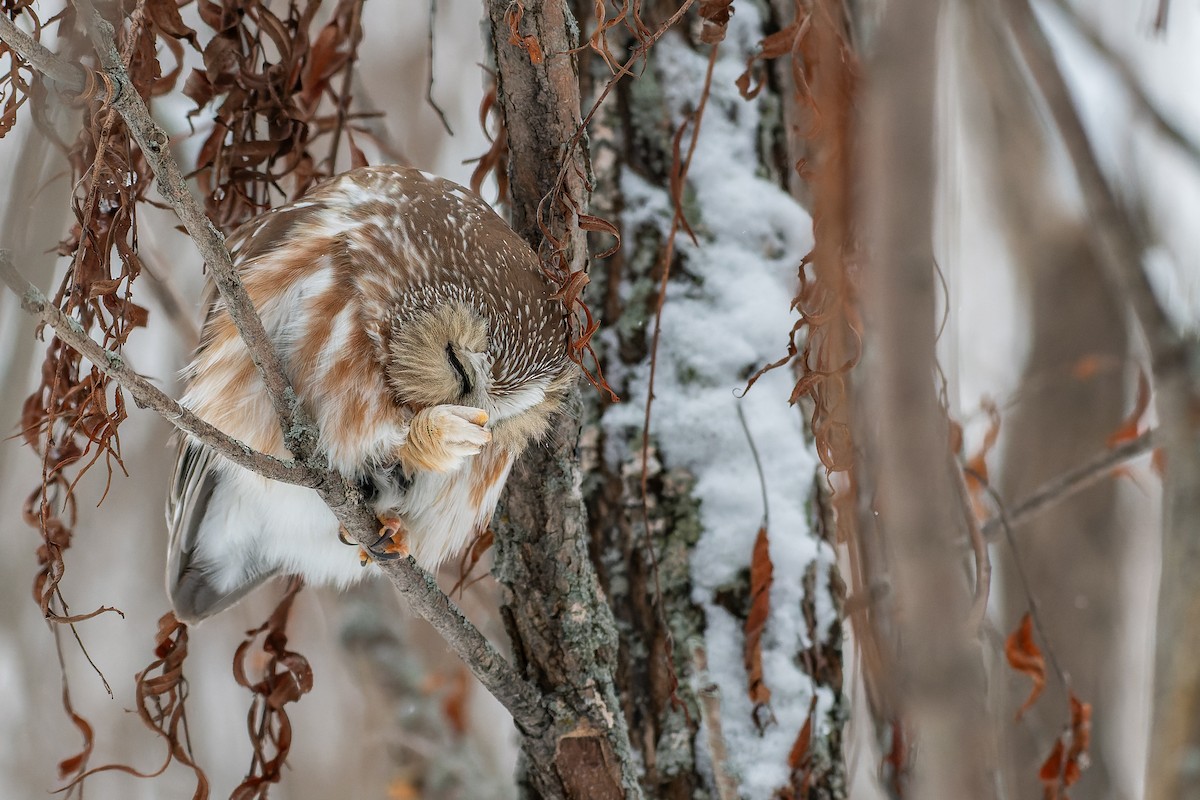 Northern Saw-whet Owl - ML613139407