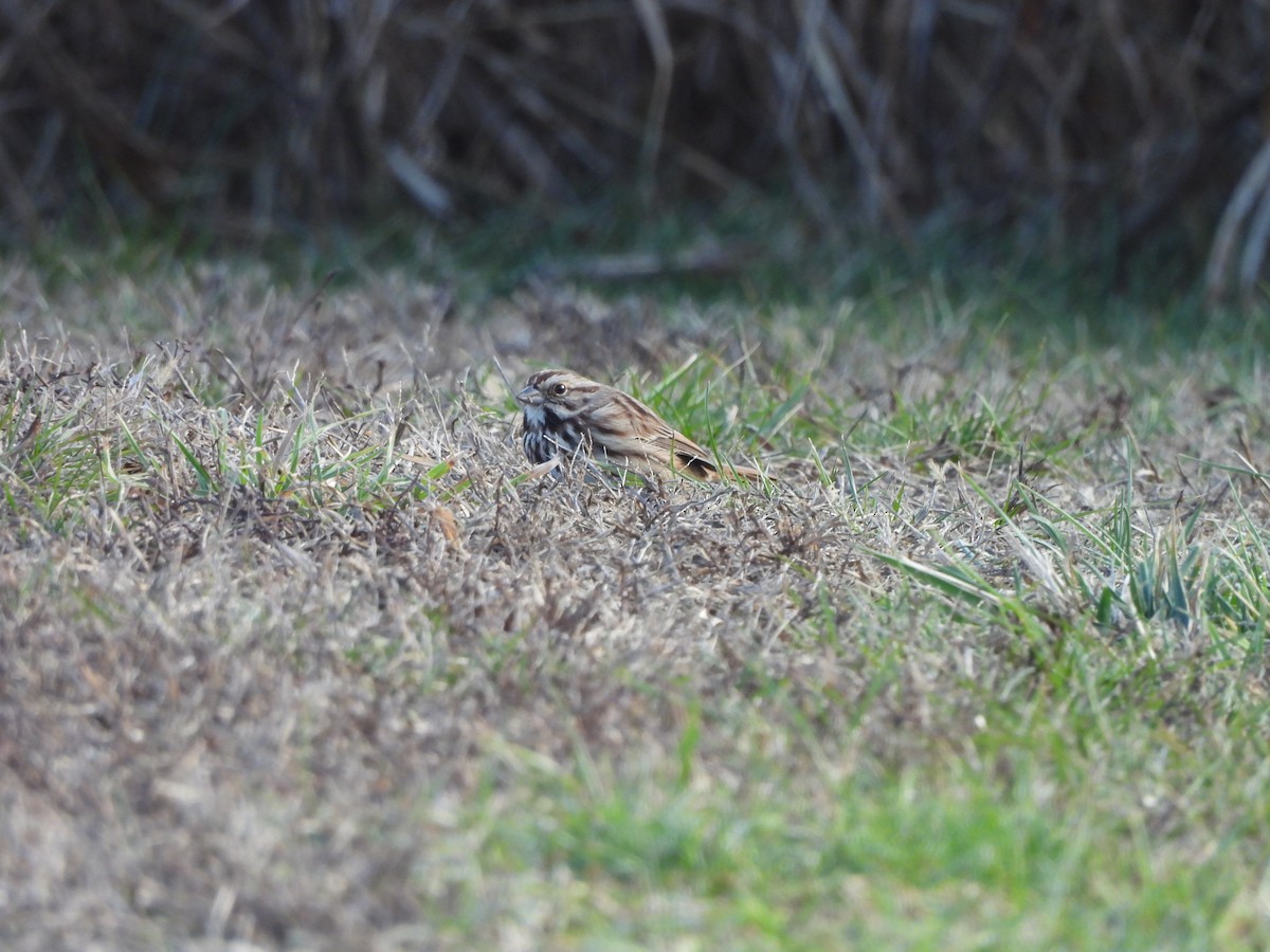 Song Sparrow - ML613139468